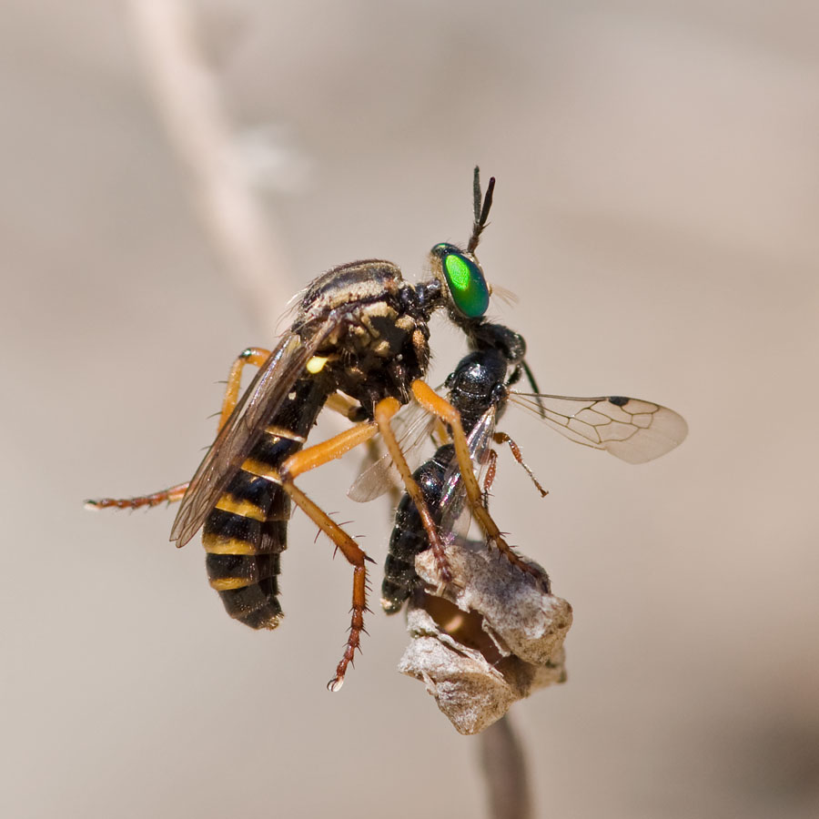 Saropogon eucerus
